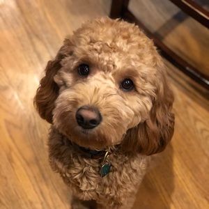 Meet your Posher, Ella